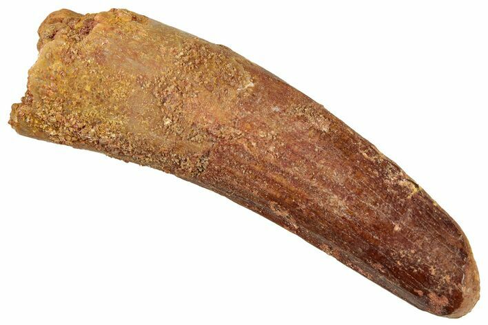 Fossil Spinosaurus Tooth - Real Dinosaur Tooth #322236